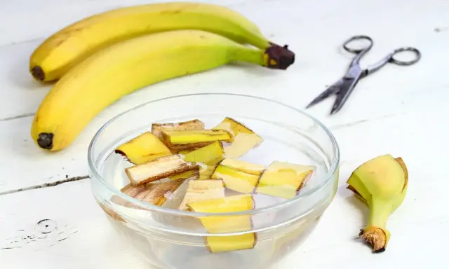 Kawałki skórek bananów w wodzie, przygotowywane jako nawóz z banana. Obok leżą banany i nożyczki.