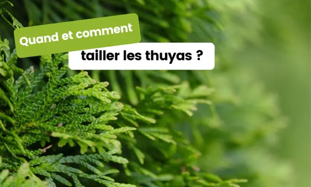 Des branches de thuya vertes et denses. Le texte "Quand et comment tailler les thuyas ?" apparaît en surimpression, invitant à découvrir les meilleures pratiques pour l'entretien de ces conifères.