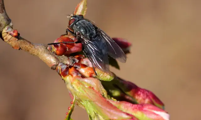 Mouche du cerisier sur un bourgeon. Traitement du sol au sulfate de fer pour lutter contre les parasites.