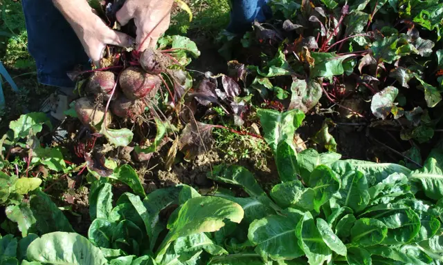 Mains récoltant des betteraves dans une plantation. Les feuilles vertes et les racines rouges sont visibles.