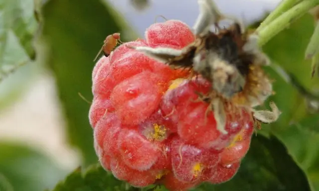 A spotted wing drosophila rests on a ripe raspberry, a tiny pest on a delicious berry.