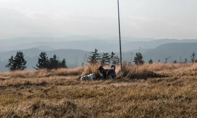 Dwa psy cieszą się wolnością na górskim szlaku. Idealne miejsce, gdzie w góry z psem.