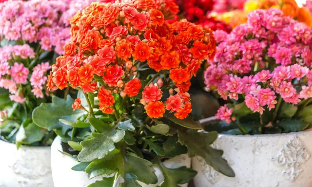 Bunte Kalanchoe-Blüten in Orange und Pink. Die richtige Kalanchoe Pflege sorgt für üppige Blütenpracht.
