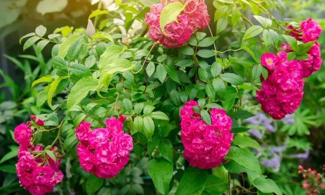 Des rosiers grimpants aux fleurs roses vives, parfaits pour apprendre comment planter un rosier. Un guide visuel pour un jardin fleuri.