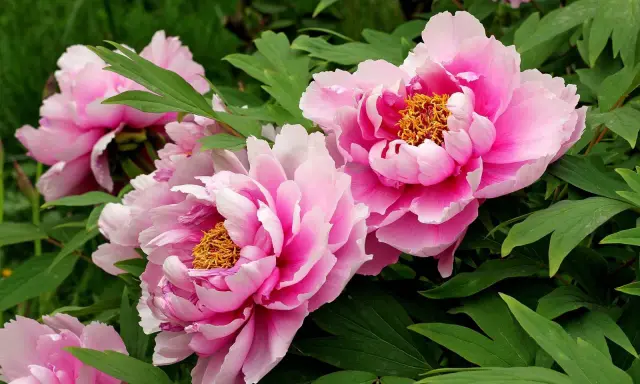 Vibrant pink tree peonies, scientifically known as Paeonia suffruticosa, bloom with ruffled petals and golden centers amidst lush green foliage.