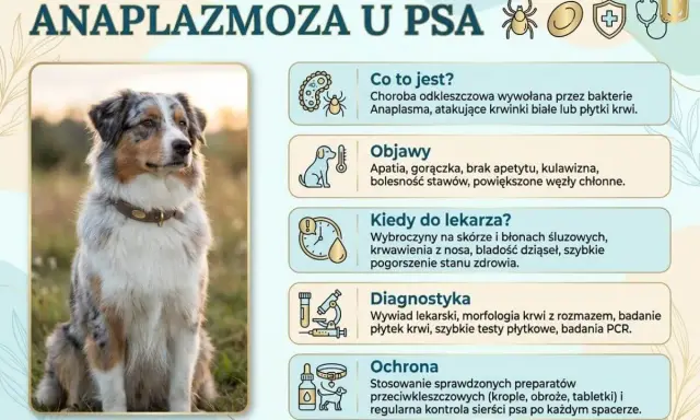 Anaplazmoza u psa: objawy, kiedy do weterynarza, diagnostyka i ochrona. Zdjęcie przedstawia psa rasy Australian Shepherd.