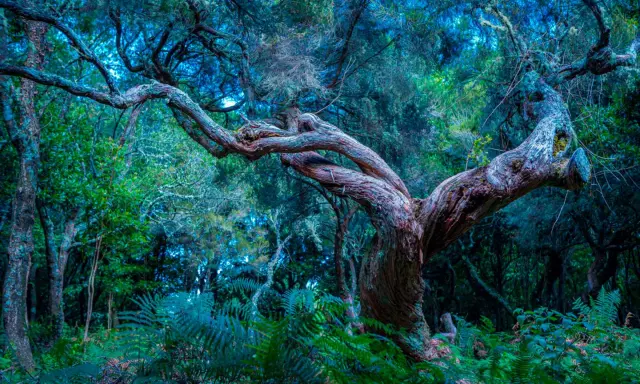 Verwunschener Feenwald auf Madeira. Uralte, verdrehte Bäume und üppige Farne in mystischem Licht.