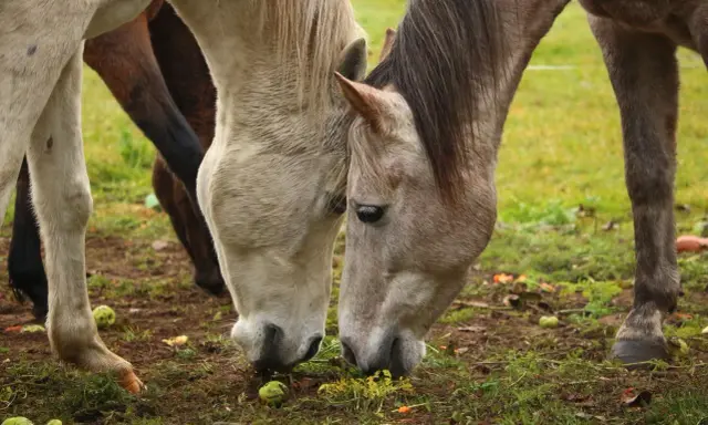 Dwa konie pochylają głowy, jedząc z ziemi. Wokół leżą jabłka, co potwierdza, że konie mogą jeść jabłka.