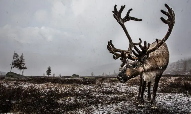 Ett ståtligt ren djur med imponerande horn står i snöfall på en karg, snötäckt mark.