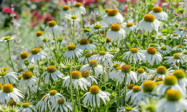 Champ de fleurs d'échinacées blanches aux cœurs orangés. Ces fleurs sont connues pour leurs nombreux échinacea bienfaits pour la santé.
