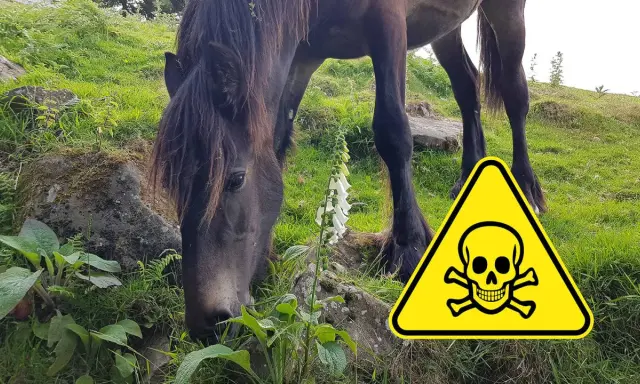 Ein Pferd frisst neben Fingerhut, ein Warnschild mit Totenkopf weist auf schleichende Vergiftung bei Pferden hin.