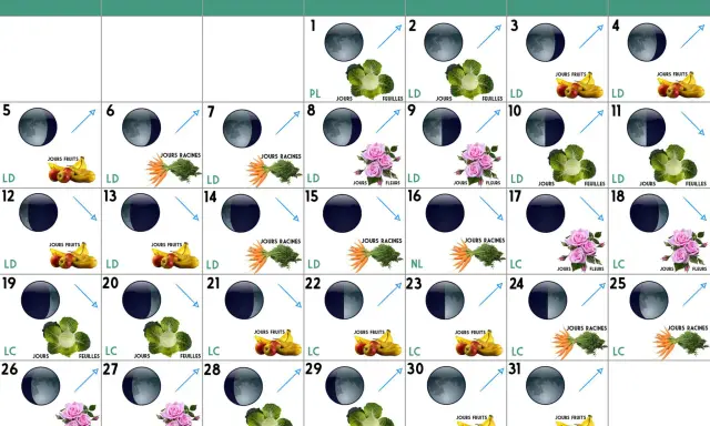 Calendrier lunaire jardin : phases de la lune et indications pour semer fruits, légumes ou fleurs.