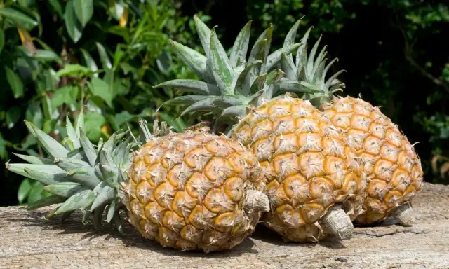 Trois ananas mûrs, prêts à être dégustés, sur un bois vieilli. L'image évoque le plaisir de faire pousser un ananas.