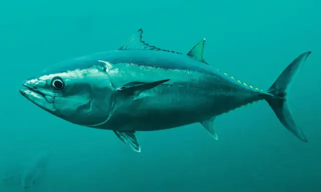 Ein majestätischer Thunfisch schwimmt im tiefblauen Ozean. Sein stromlinienförmiger Körper und die kräftige Schwanzflosse zeigen, wie schnell er ist.