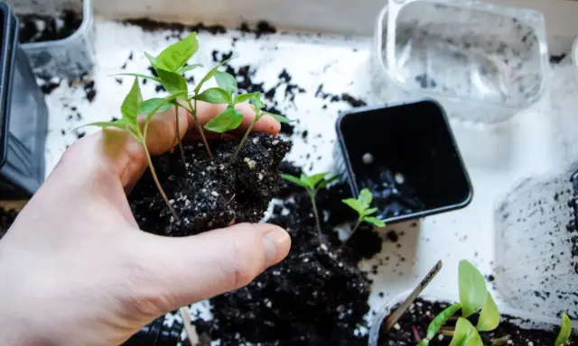 Hand håller en klump jord med små chilifrön, redo att plantera om chili djupare i nya krukor.