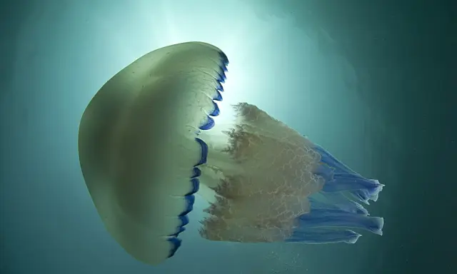 Una medusa traslucida con bordi blu fluttua nell'acqua. Le meduse stanno nell'acqua calda o fredda, adattandosi all'ambiente.