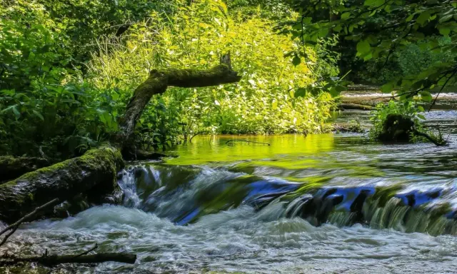 Malowniczy strumień z powalonym drzewem, porośniętym mchem, tworzy naturalne wodospady. Idealne miejsce na relaks i podziwianie przyrody, prawdziwe **susiec atrakcje**.