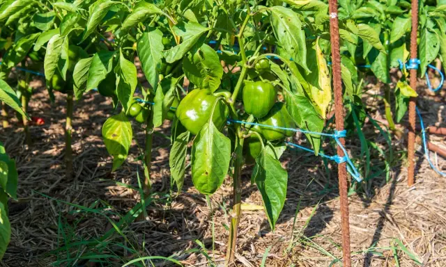 Des poivrons verts mûrs sur des plants soutenus par des tuteurs. Une image parfaite pour illustrer comment planter des poivrons et obtenir une belle récolte.