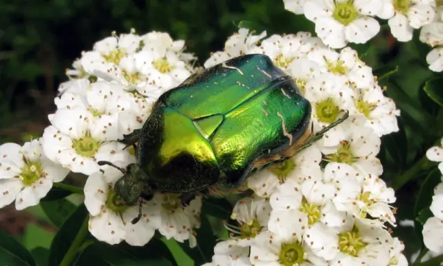 Une magnifique cétoine dorée, dont la larve se nourrit dans le sol, se repose sur des fleurs blanches.
