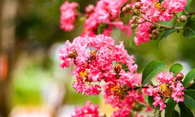 Grappes de fleurs roses vives de lilas des Indes, avec des détails sur la fiche technique.