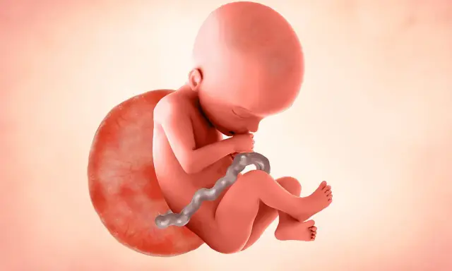 Feto en desarrollo, con cordón umbilical, en la semana 22 de gestación.