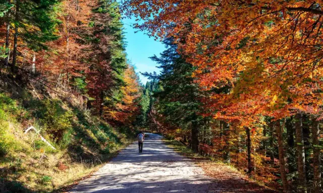 Un paseo por la selva de Irati en otoño, con árboles de colores vibrantes y un camino que invita a explorar. Imagina a niños corriendo entre los árboles.