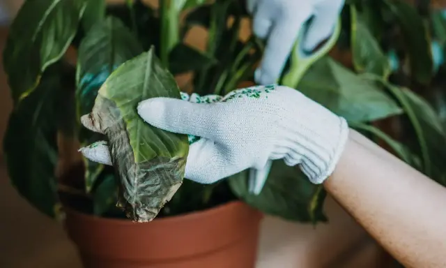 Rękawiczki chronią dłonie podczas przycinania usychających liści calathei.