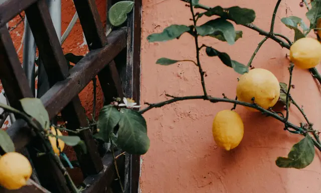 Un citronnier en pot, chargé de fruits jaunes, pousse contre un mur orangé. Une petite fleur blanche éclot sur une branche.