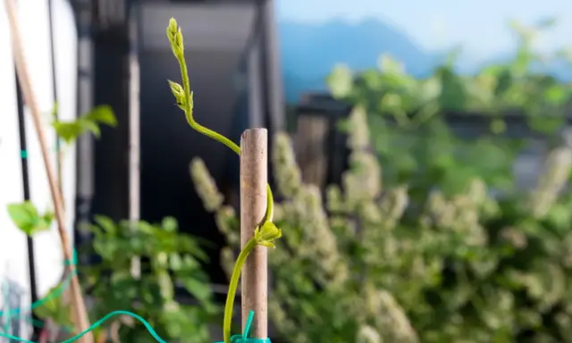 Planta trepadora se apoya en un tutor de madera, mostrando varios tipos de tutores para plantas.