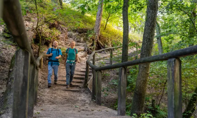 Glückliche Wanderer steigen eine Holztreppe im Wiehengebirge hinauf. Die Sonne scheint durch die Bäume und beleuchtet den Waldweg.