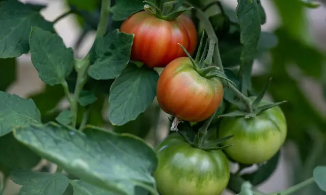 Grüne Tomaten reifen langsam, während einige bereits rot werden. Die Pflanzen sind üppig und grün.