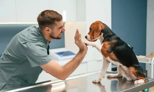 Vétérinaire encourageant un chien beagle sur une table d'examen. Si votre chien a une entorse, que faire ?