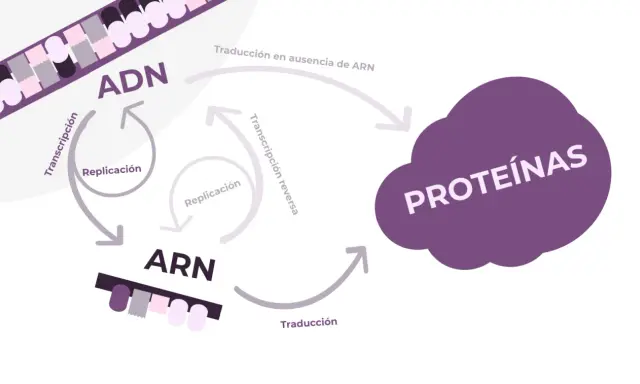 Diagrama del dogma central de la biología: ADN se replica, transcribe a ARN, y este se traduce a proteínas. Incluye transcripción inversa.