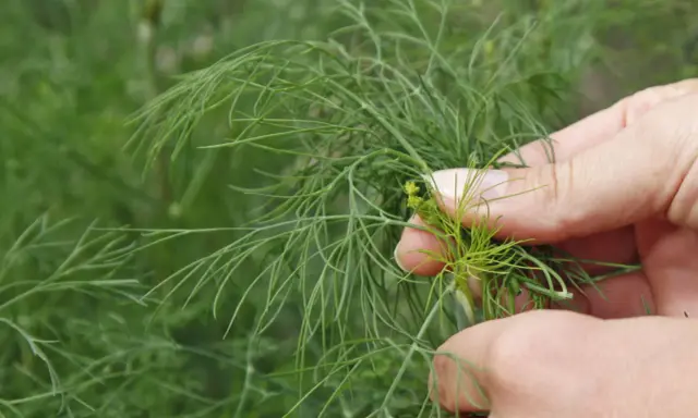 Hände ernten frischen Dill. Die zarten grünen Zweige des Dillpflanzen sind im Fokus.