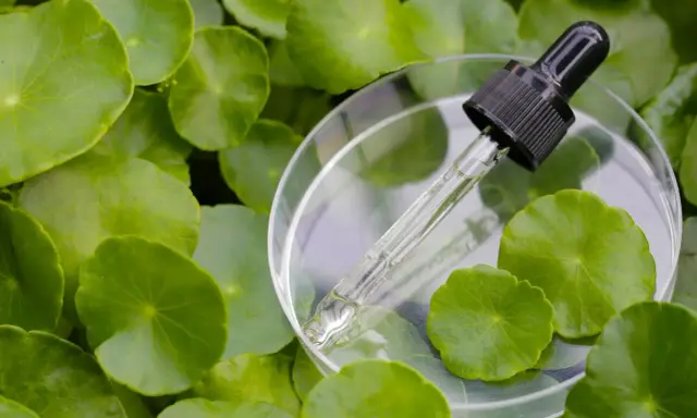 Kropla serum z gotu kola w pipetce spoczywa na szalce Petriego, otoczona zielonymi liśćmi.