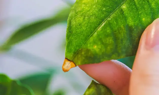 Un doigt examine une feuille de citronnier, dont le bout jaunit, signe d'un problème.