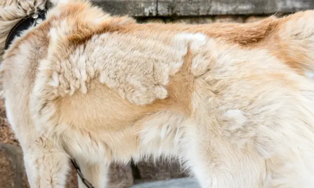 Gros plan sur le pelage d'un chien, montrant des zones clairsemées suggérant une perte de poil due au stress.