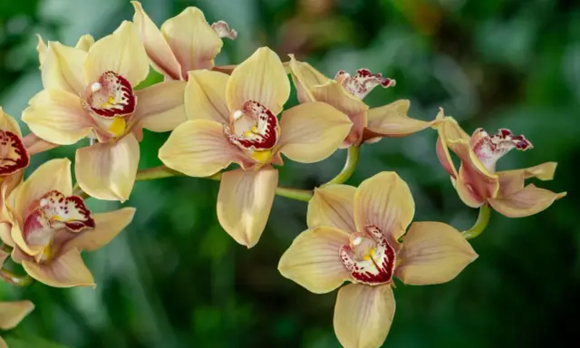 Delikatne, żółte kwiaty cymbidium z bordowymi plamkami w środku, na tle zieleni.