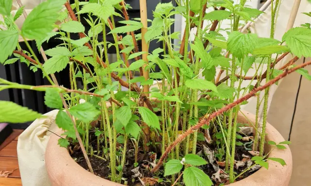 Junge Himbeeren im Topf, mit vielen grünen Blättern und dünnen, stacheligen Trieben.