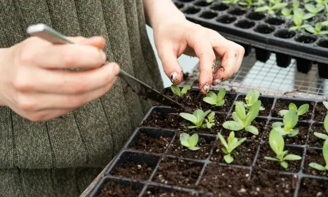 Dłonie z ziemią pomagają młodym roślinom w ukorzenianiu w ziemi, delikatnie je przesadzając.