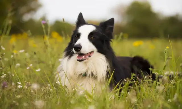 Czarny pies rasy border collie leży w trawie. Zastanawiasz się, ile waży border collie? Ten pies wygląda na zdrowego i aktywnego.