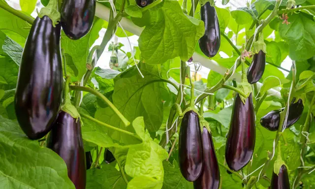 Aubergines foncées, de belle taille, poussent sur des tiges vertes luxuriantes, prêtes à être récoltées.