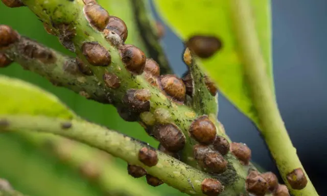 Close-up of a plant stem covered in brown, dome-shaped scale insects, aiding in scale insect identification.