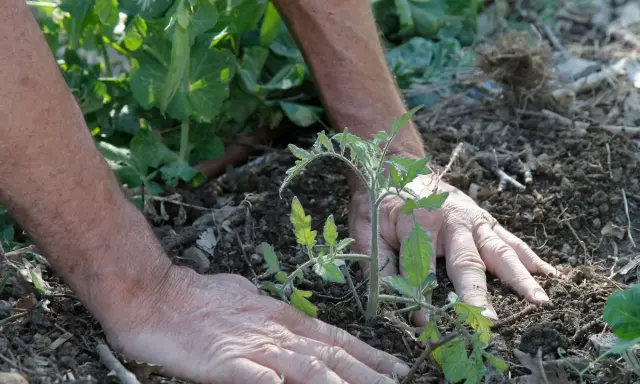 Mains plantant un jeune plant de tomate en pleine terre, étape clé pour savoir comment planter des tomates en pleine terre.