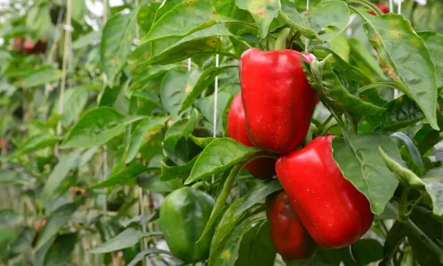 Poivrons rouges et verts mûrs sur des plants dans une serre. Ces poivrons en pot promettent une récolte savoureuse.