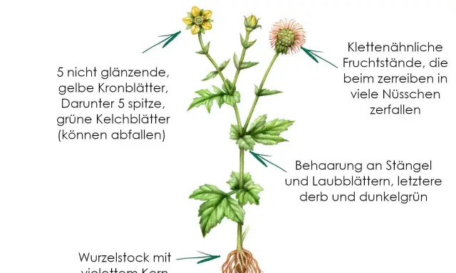 Echte Nelkenwurz mit gelben Blüten und Wurzelstock. Die Pflanze ist bekannt für ihre nelkenwurz heilwirkung.