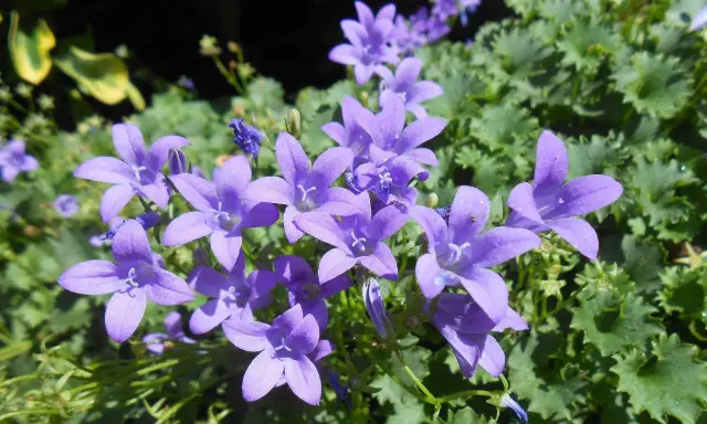 Urocze, fioletowe dzwonki, piękne campanula odmiany, kwitną na tle zielonych liści.