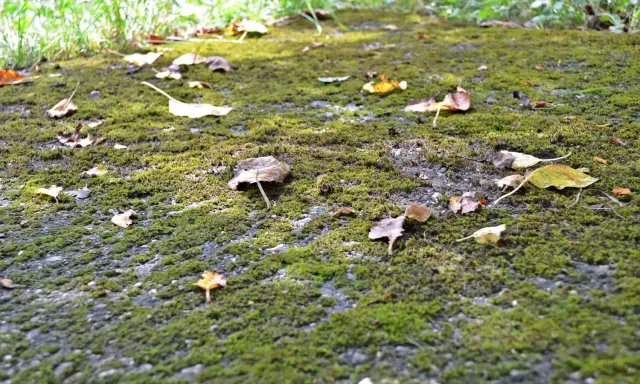 Sentier envahi par la mousse et les feuilles mortes. Idéal pour apprendre comment détruire la mousse dans une cour.