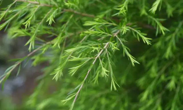 Rameaux de tea tree vertus, aux feuilles fines et vertes, évoquant la nature et le bien-être.
