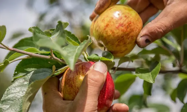 Hände pflücken reife Äpfel vom Baum. Die Frage "wann ist Apfelernte?" wird hier beantwortet: jetzt!